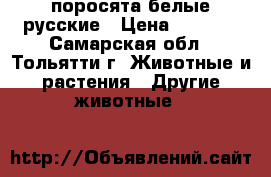 поросята белые русские › Цена ­ 4 500 - Самарская обл., Тольятти г. Животные и растения » Другие животные   
